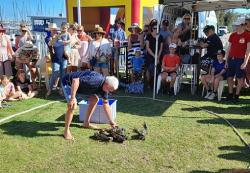 Start of an Australia Day crab race